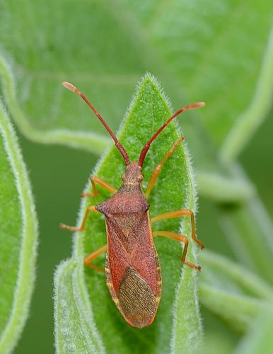 Gonocerus acuteangulatus